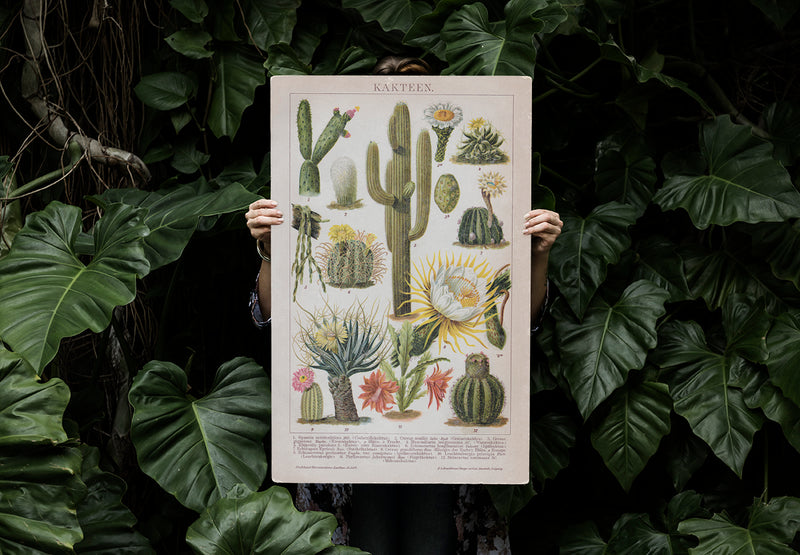 Cactus Collage Brockhaus Kuriosis Vintage Prints