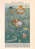 Póster Marine Fauna (Meeresfauna) II - Kuriosis Vintage Prints