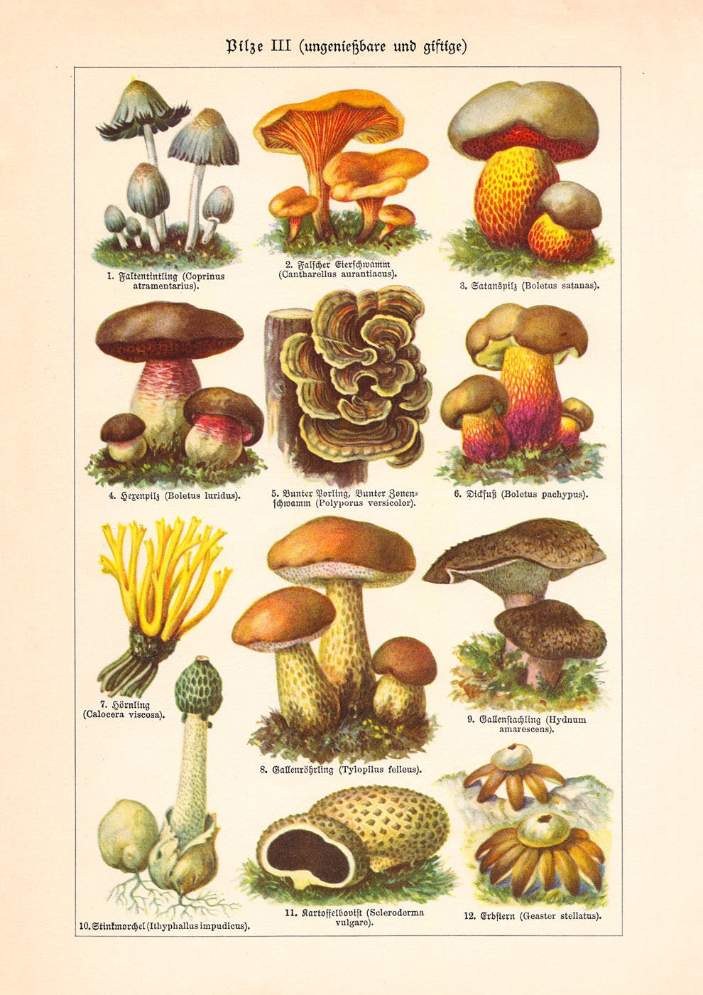 Название грибов