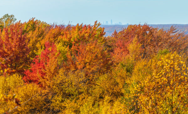 Cleveland Forest City Nickname