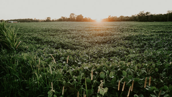 A Farm Field in the Midwest