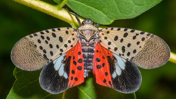 Spotted Lanternfly in Ohio