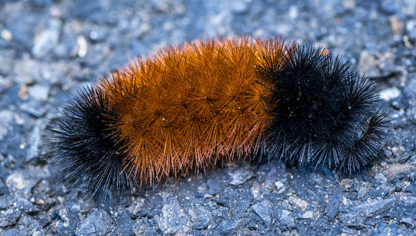 Woolly Bear Caterpillar Crawling