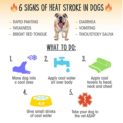 VJ Shoes 6 signs of heat stroke in dogs