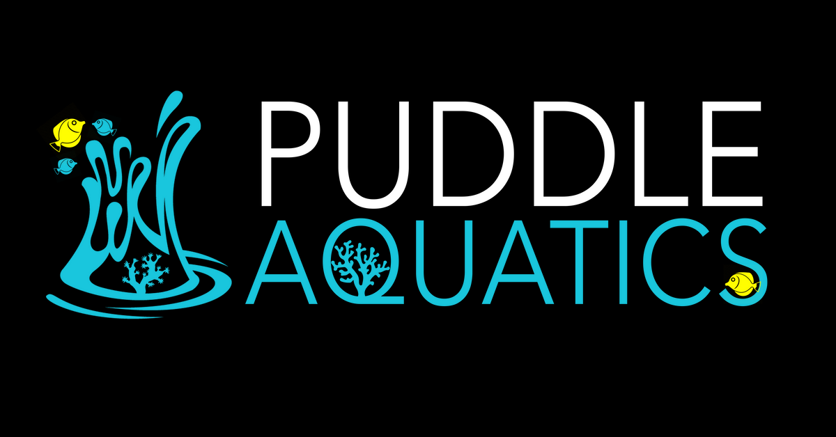 Puddle Aquatics