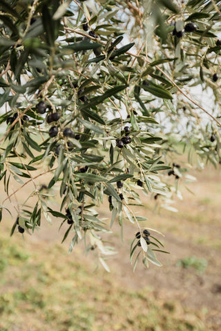Fresh Cut Live Olive Tree Bunches - organic olive trees harvesting Livermore CA