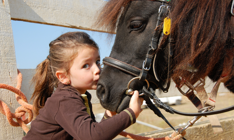 mini horses