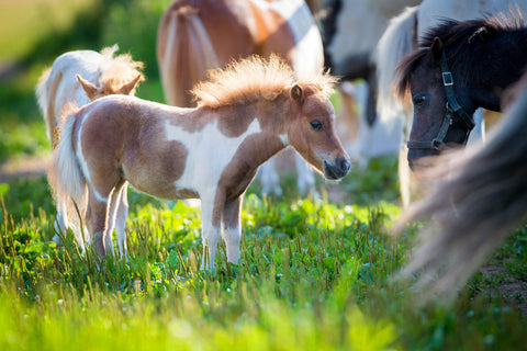 Mini horse care ideas and how much it costs