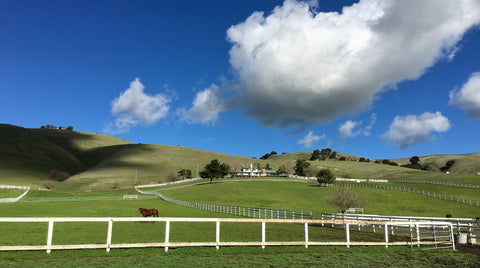 green pastures in the Bay Area for Retired and rehabbing horses