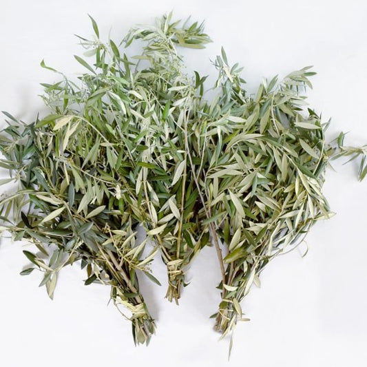 Fresh Olive Tree Branch Bunches – Willow and Wolf Ranch Equestrian Center