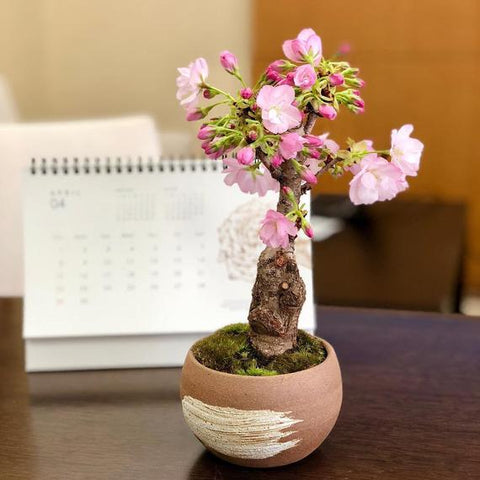 Grow Your Own Cherry Blossom Bonsai Tree With This Kit From