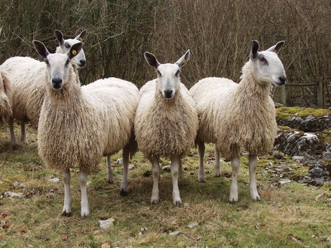 The wool of Bluefaced Leicester sheep is used for lustrous yarn, knitwear and woven apparel. Picture: British Wool