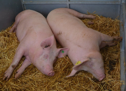 Pigs asleep in the straw at the Devon County Show