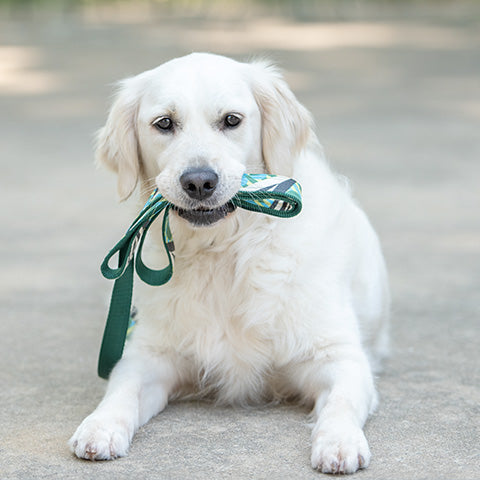 dog holding leash in mouth