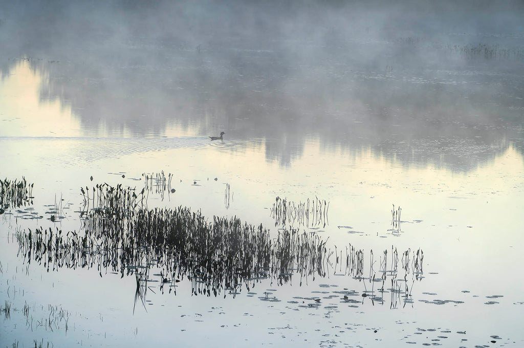 James Wilson artwork 'Wood Duck - Kingston Creek' at Gallery78 Fredericton, New Brunswick