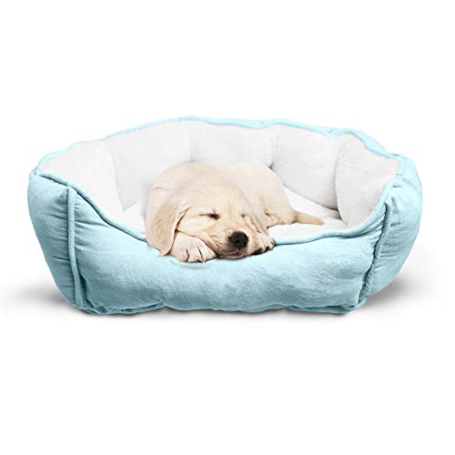 teal cat bed