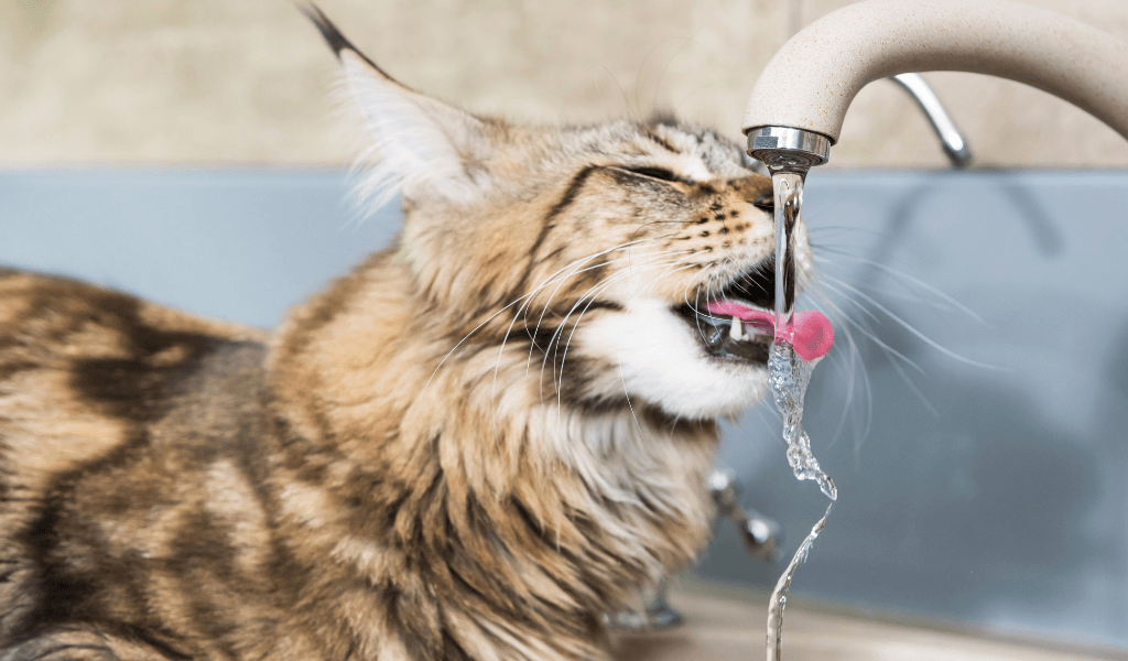 black striped brown cat drinking tap water