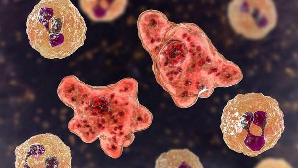 Brain-Eating Amoeba Found in Water Supply 8 Texas Cities Were Alerted
