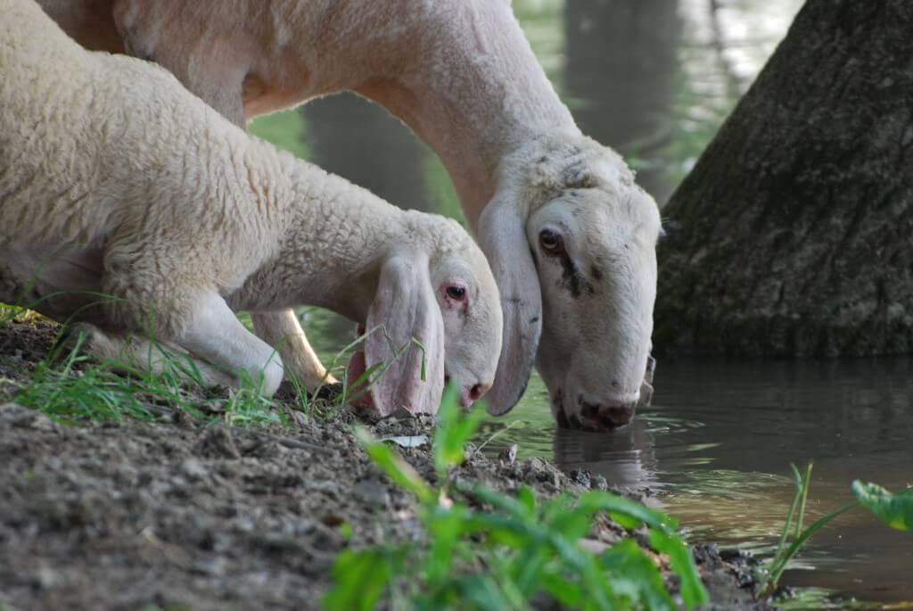 two sheep are drinking water