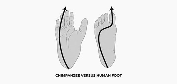 Diagram of a Chimpanzee vs Human foot noting Supination and Pronation differences