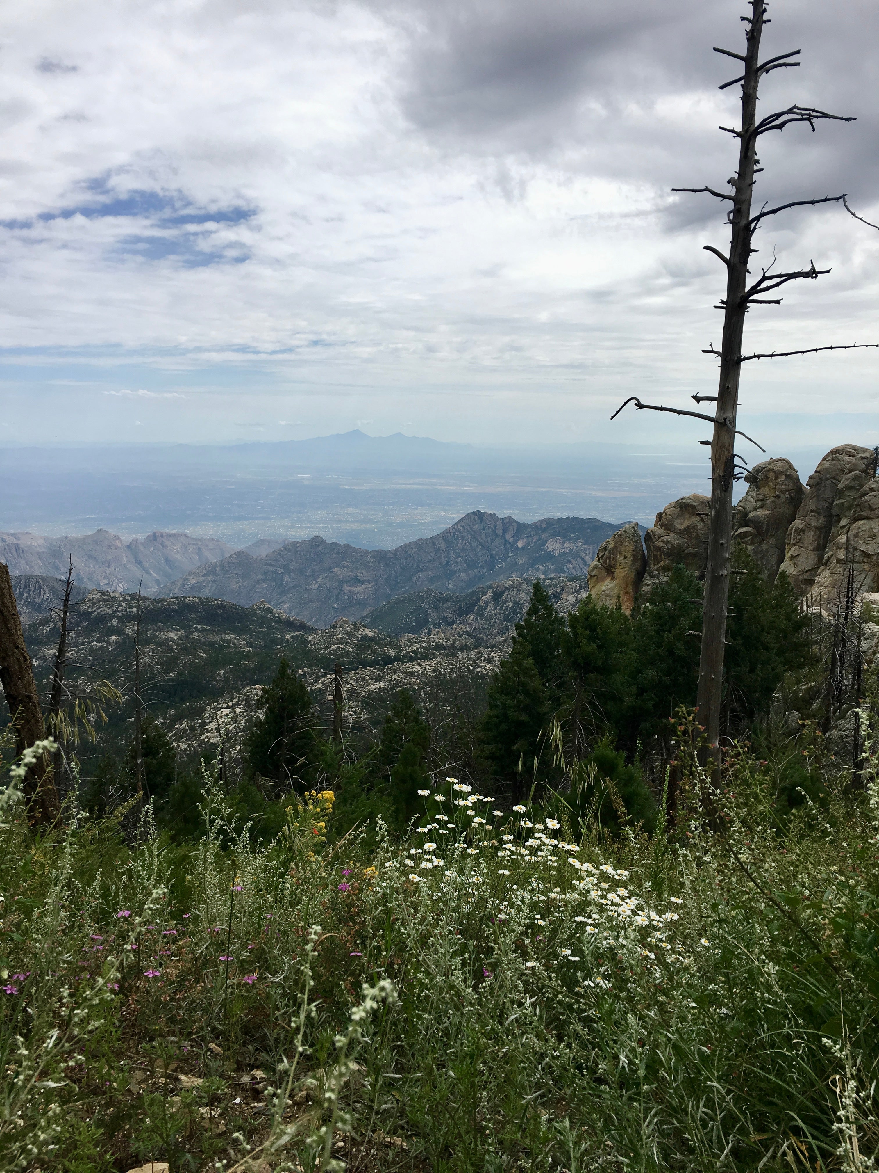 Vista from the top of Mt Lemmon looking down to Tucson, small white flowers in the foreground with an old burnt tree snag, layers of mountains in the background.