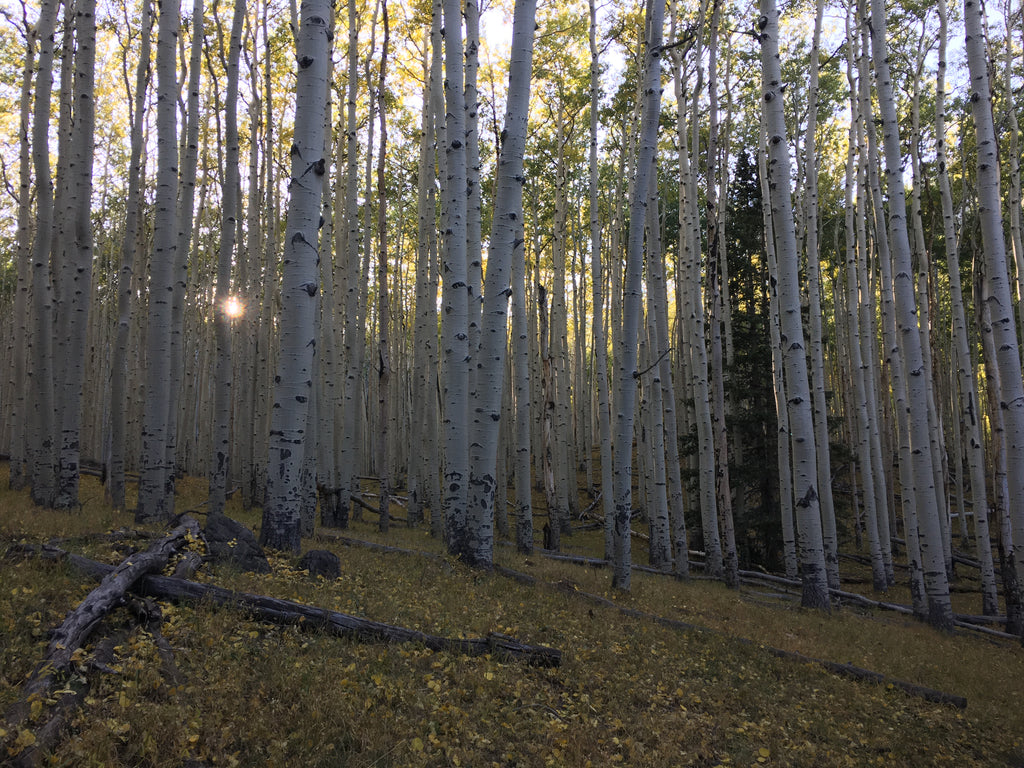 Sunlight peeks through a thick stand of white barked aspen trees with yellow fallen leaves on the ground