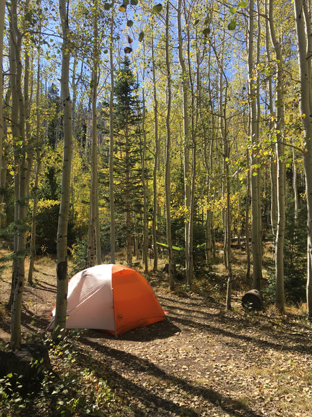 Orange and grey tent set up surrounded by golden aspen trees