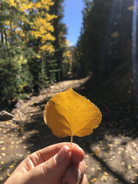 A hand holds a single golden aspen leaf with aspen trees and pines in the background