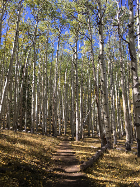 A stand of golden aspen trees in Lockett Meadow near Flagstaff, AZ