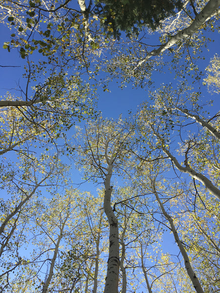 View looking up at the sky surrounded by golden aspen trees while lying in a hammock