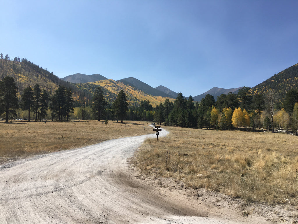 Lockett Meadow near Flagstaff dotted with yellow golden aspen and green pine trees