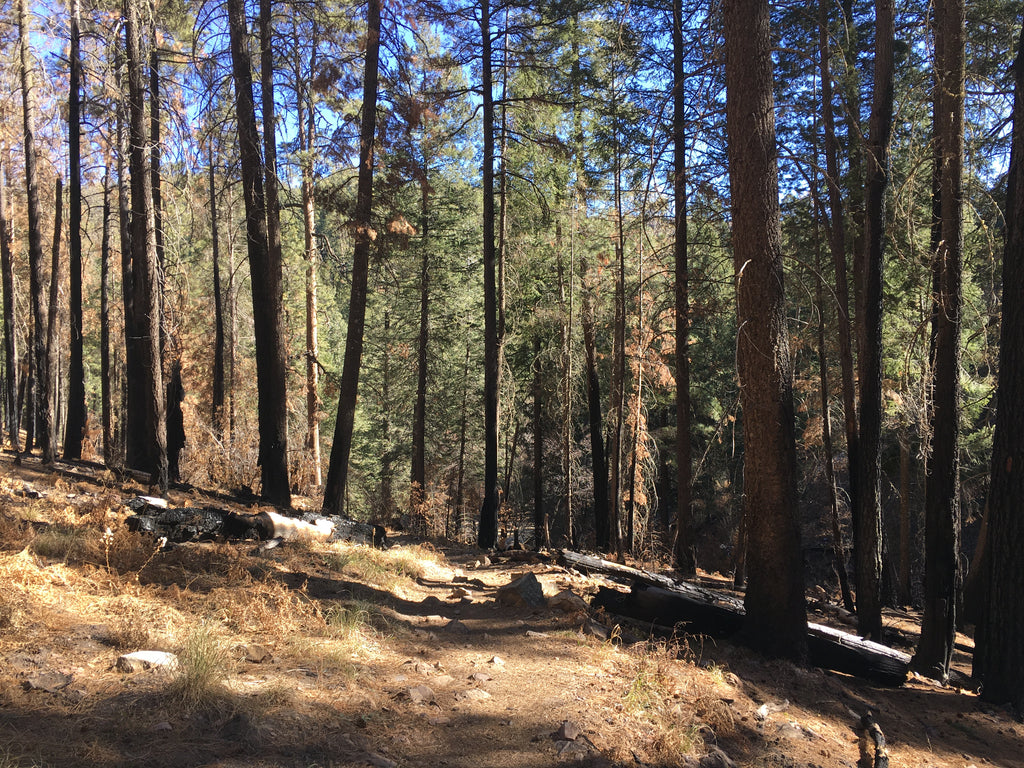 Marshall Gulch Trail with green and brown trees from the Bighorn Fire