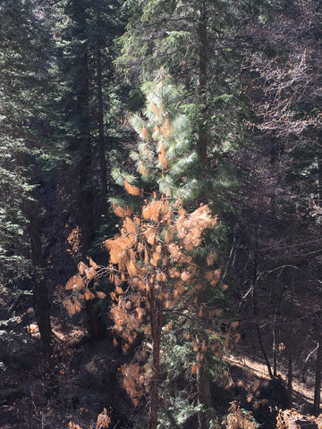 Pine tree that is green on the top and brown on the bottom from the heat of the Bighorn Wildfire