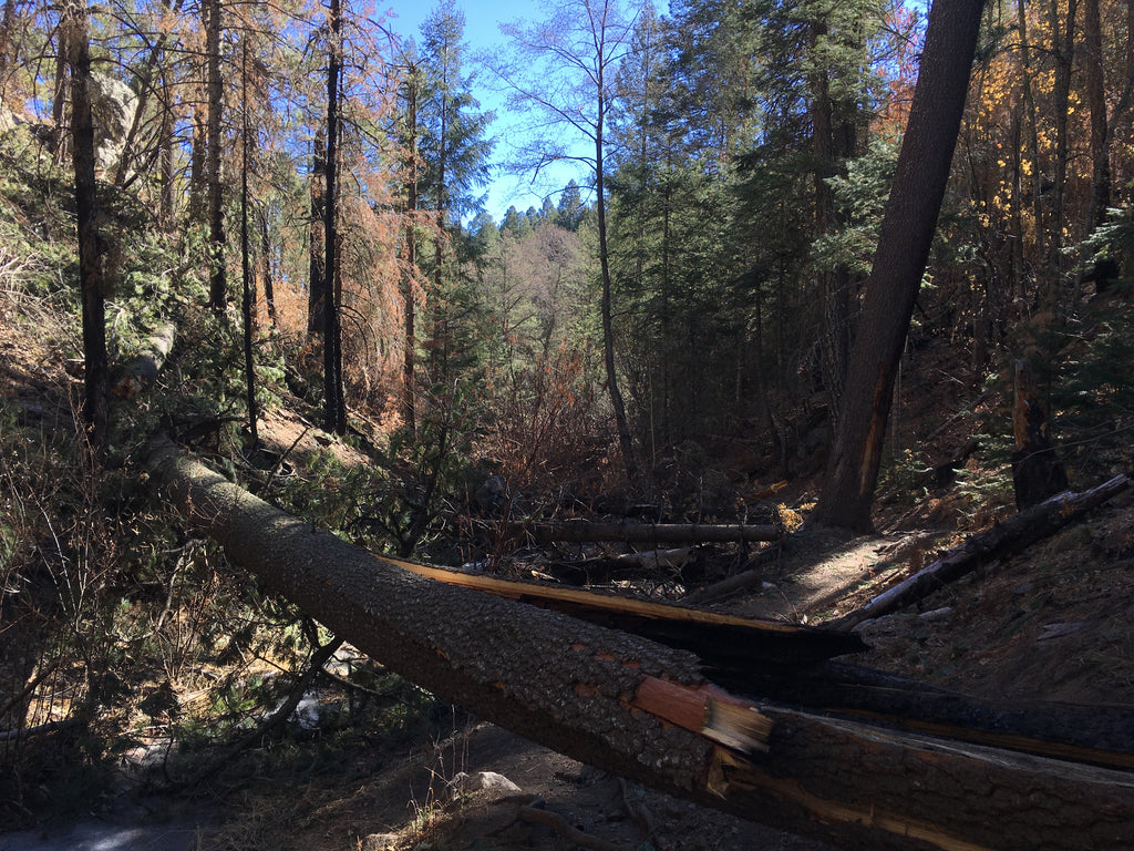 A log lays across the Marshall Gulch trail, hikers have to go around it