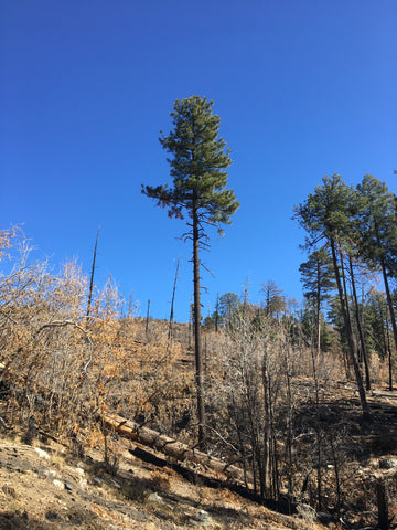 A single pine tree stands, the bottom has no branches, the top is green with branches