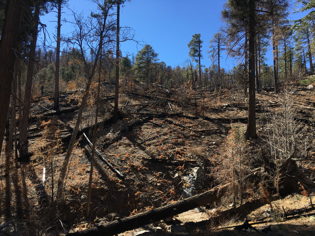 Burned trees lay on the ground after the Bighorn Fire