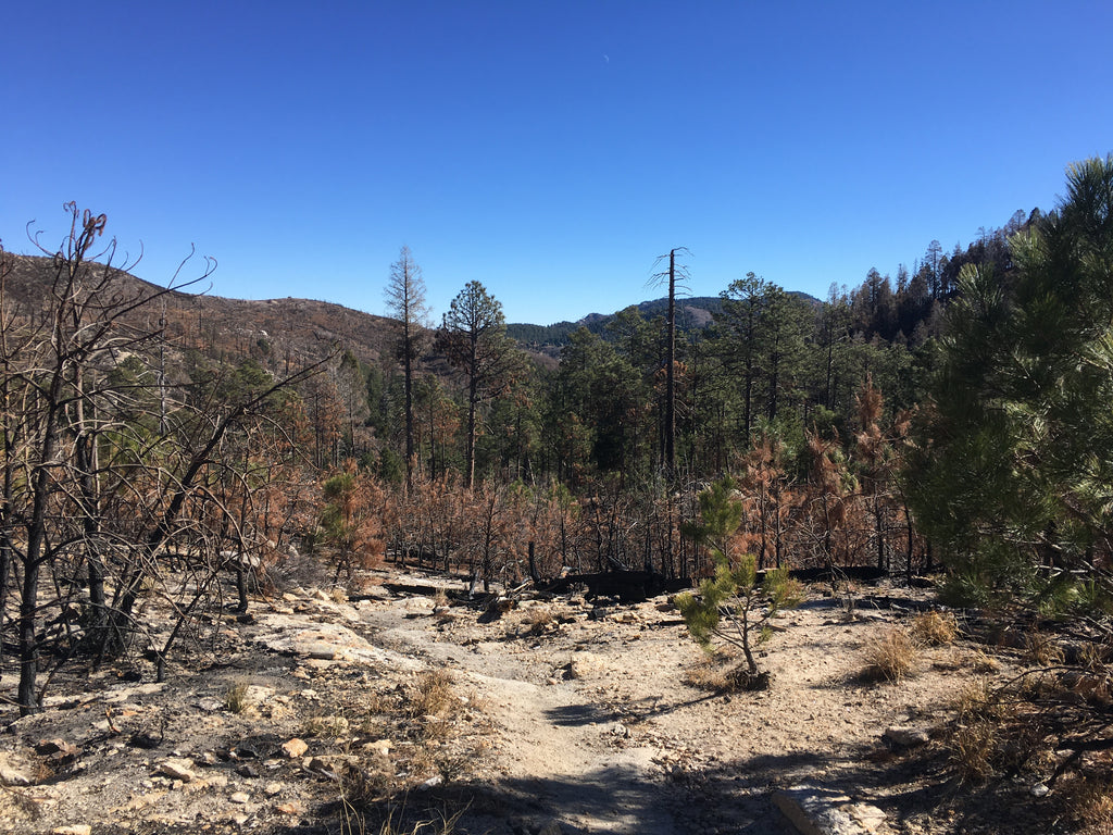 Looking east down Marshall Gulch