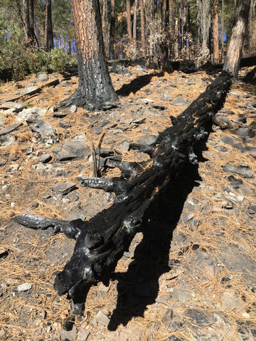 Charred log laying on the ground