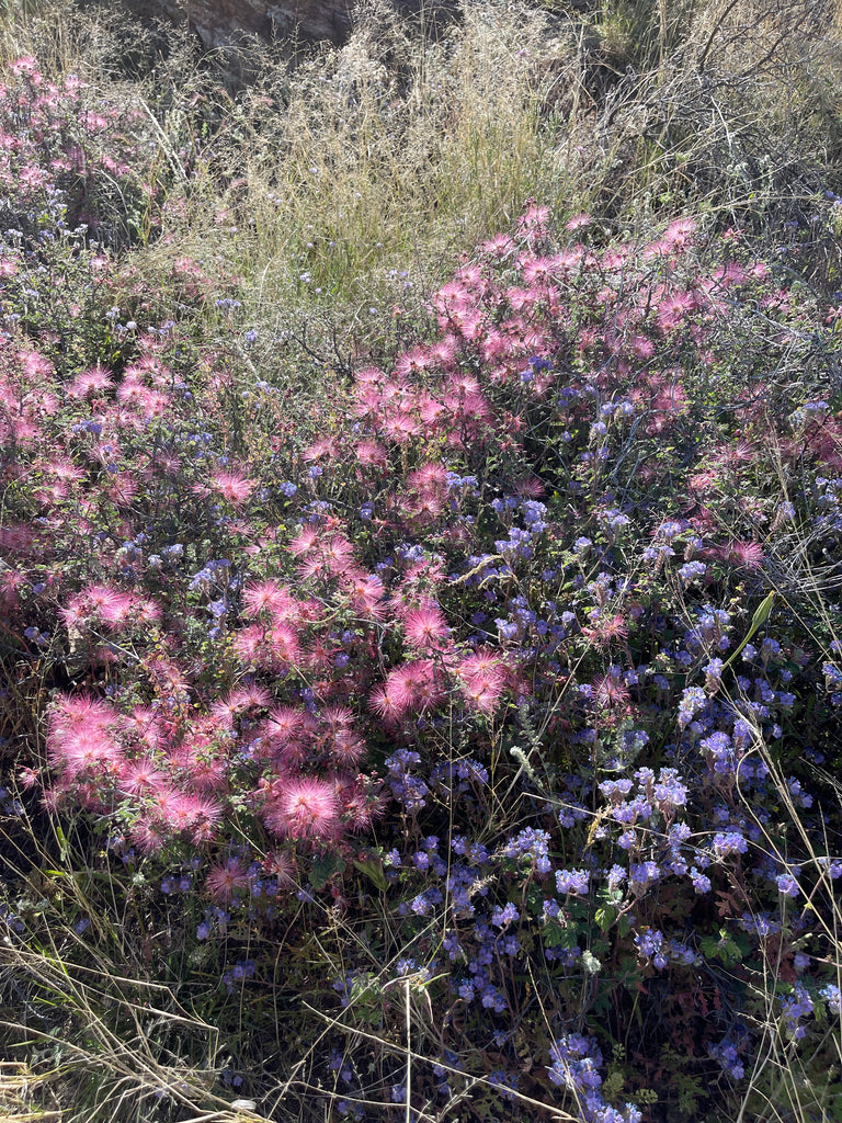 Saguaro S-TRAIL01 ROSA