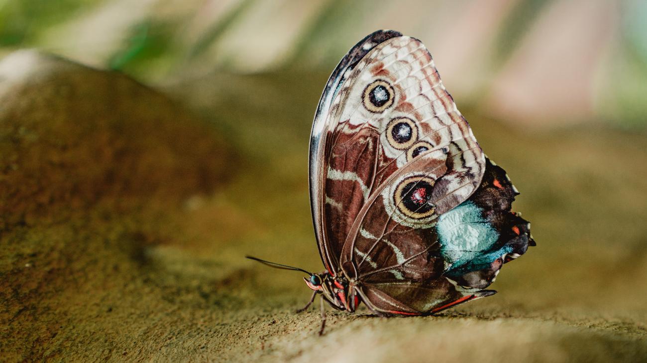 macro photography of butterfly