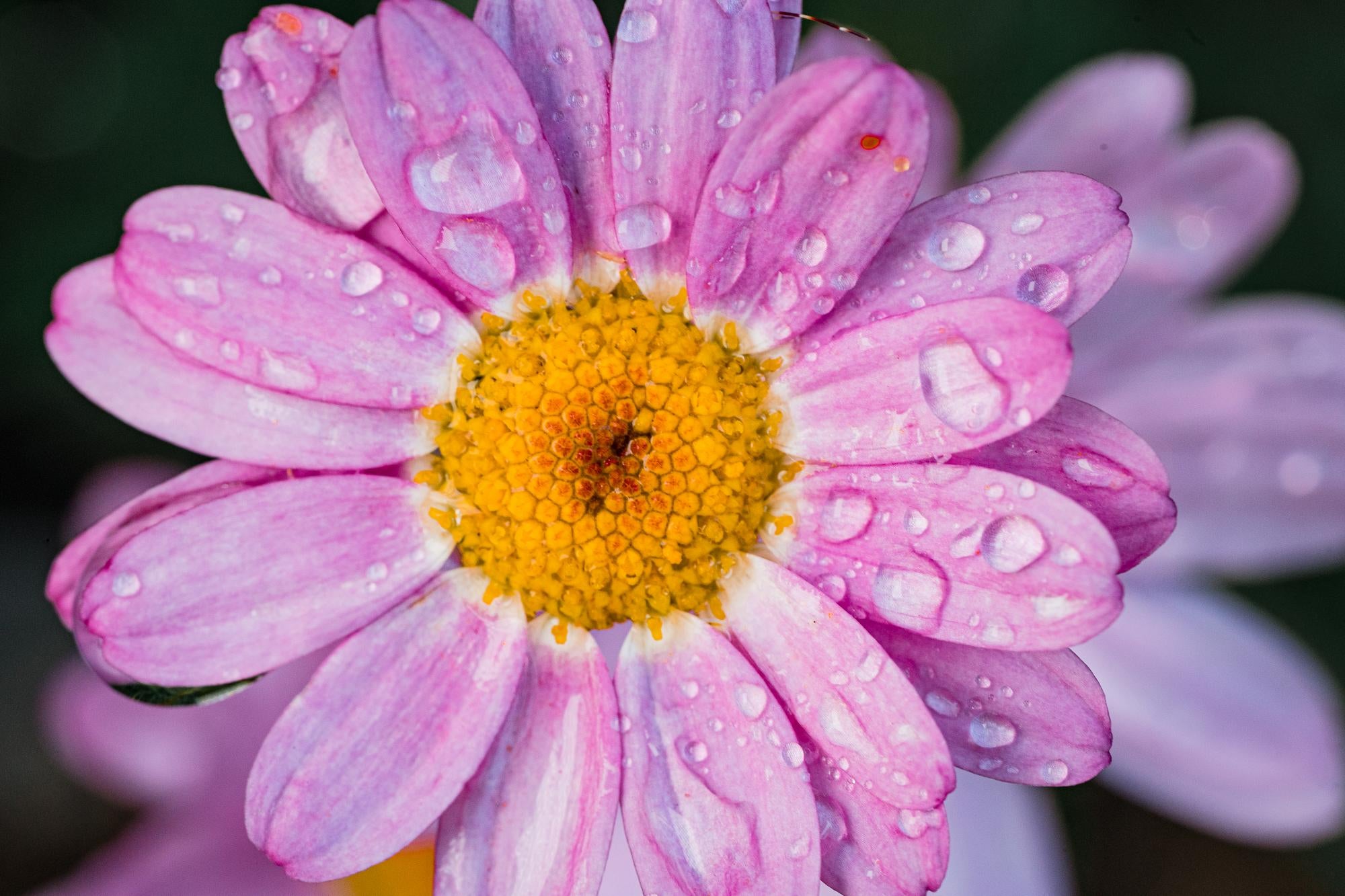 macro photography of pink flower