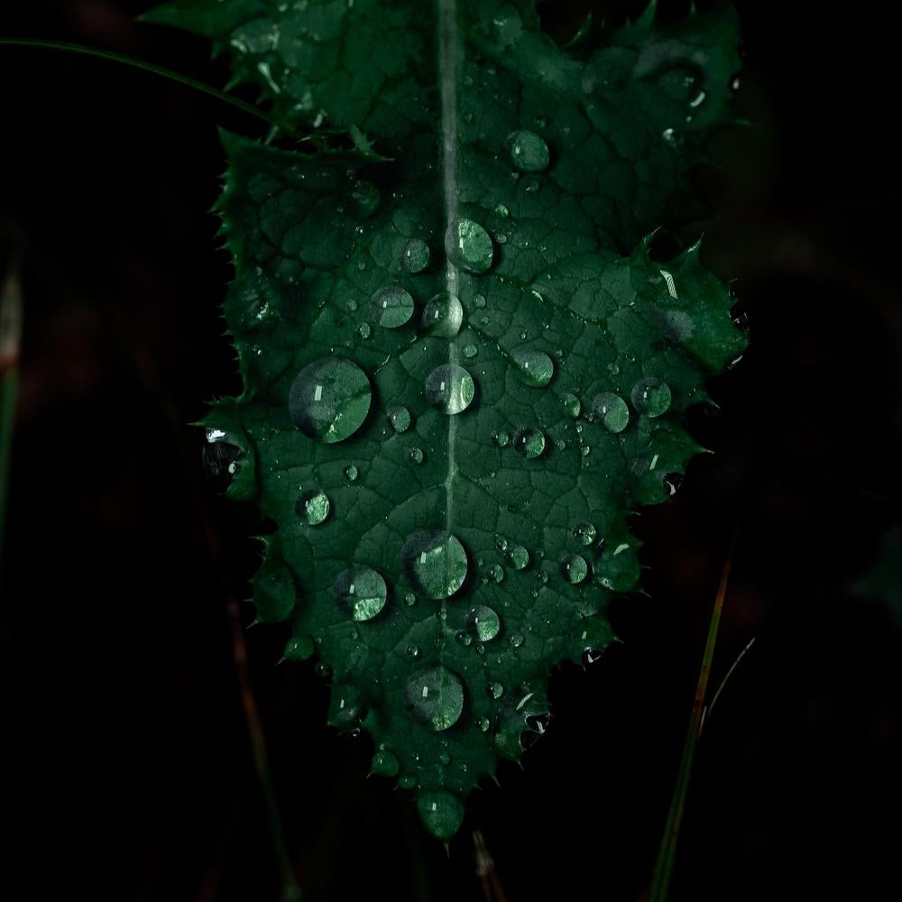 macro photography of tropical leaf water droplets