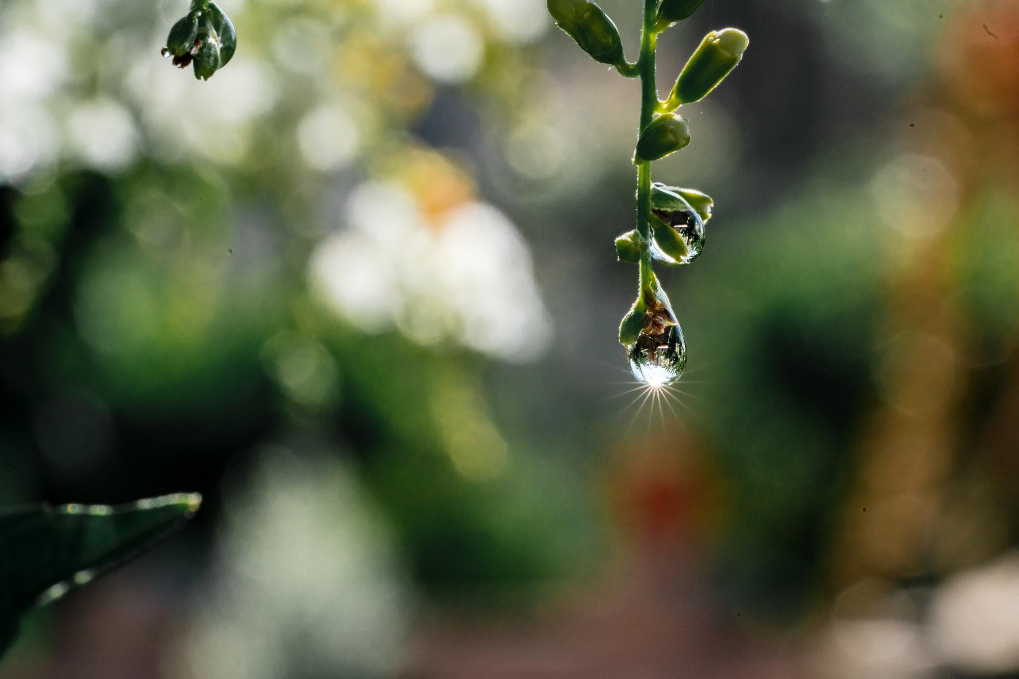 macro photography of water droplet