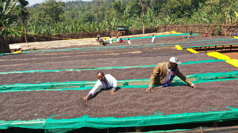 Coffee farmers inspecting coffee beans