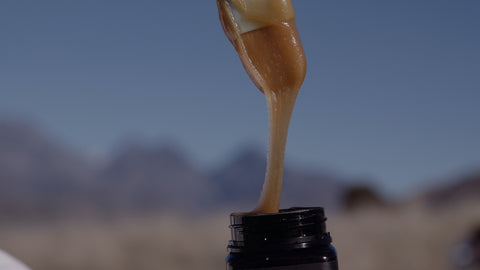 new zealand taylor pass honey dripping off brush outdoors