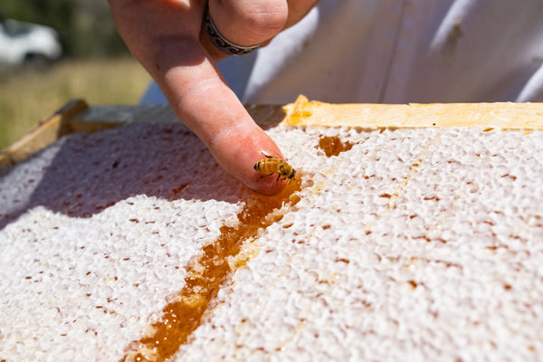 bee on fingertip scooping manuka honeycomb