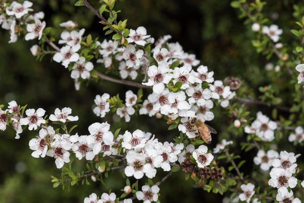 bee pollinating white mānuka flower bush