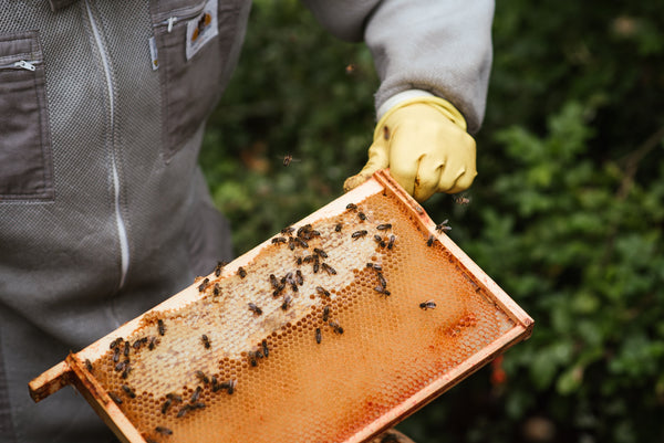 beekeeper holding honeycomb frame with bees on it
