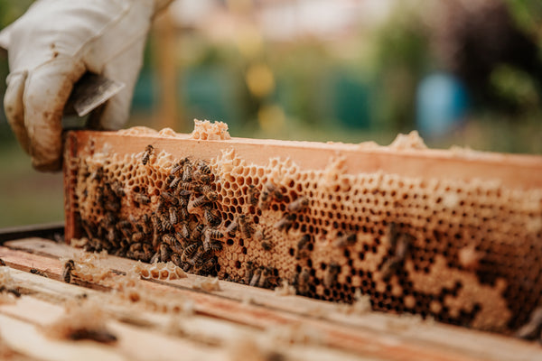 beekeeper holding honeycomb with bees