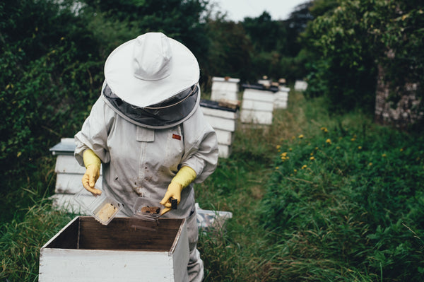 beekeeper in white suit working on honeycomb in open field